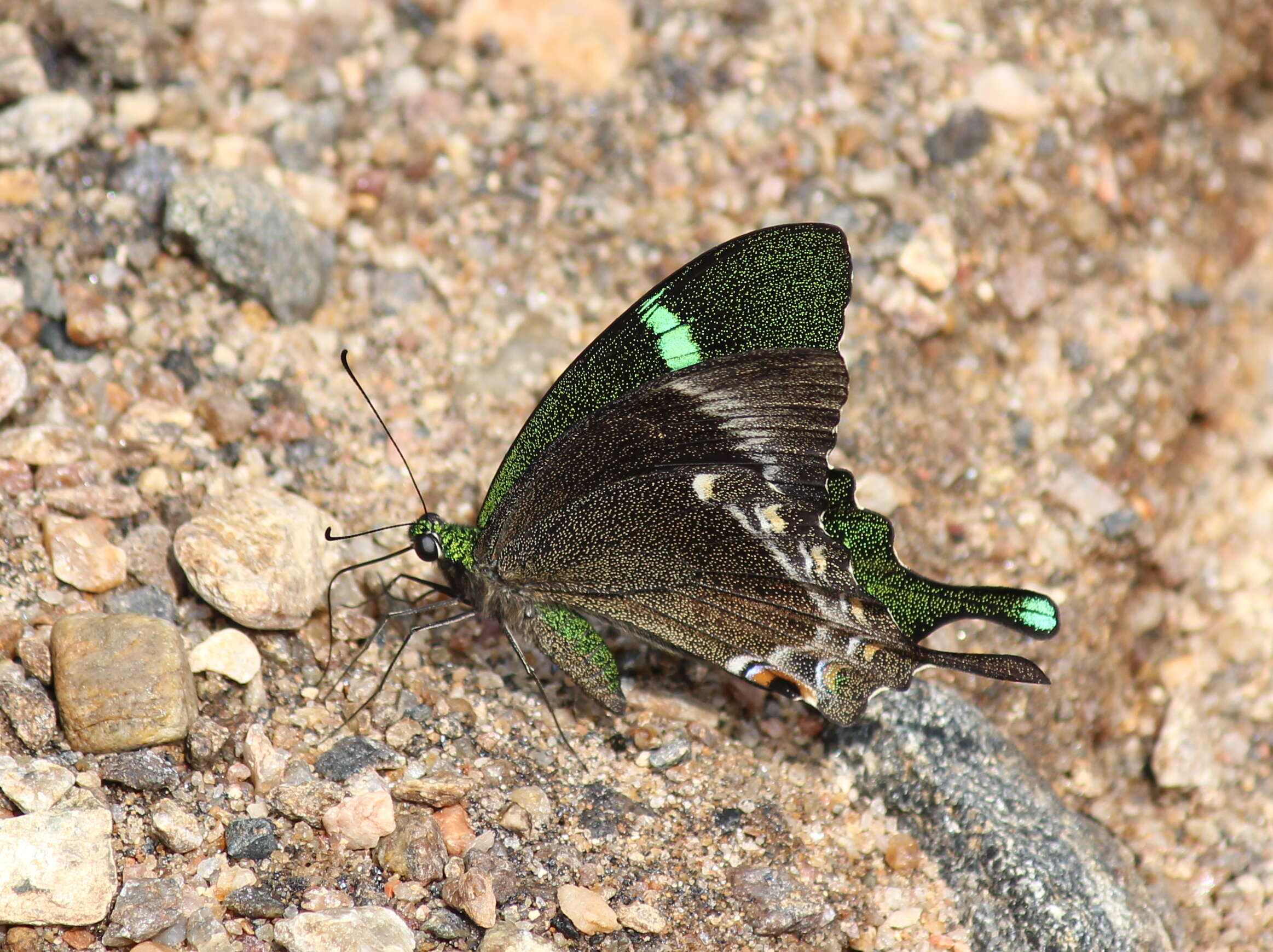 Image of Common Banded Peacock