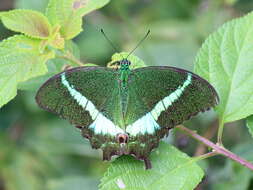 Image of Common Banded Peacock