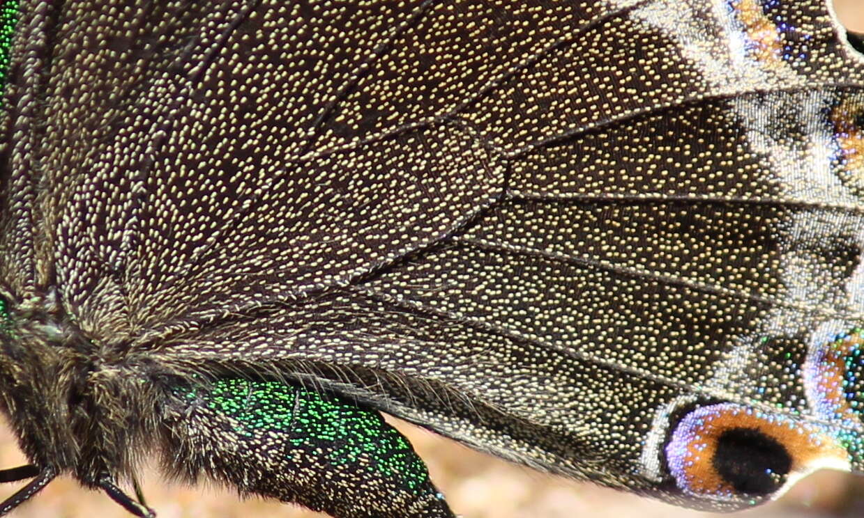 Image of Common Banded Peacock