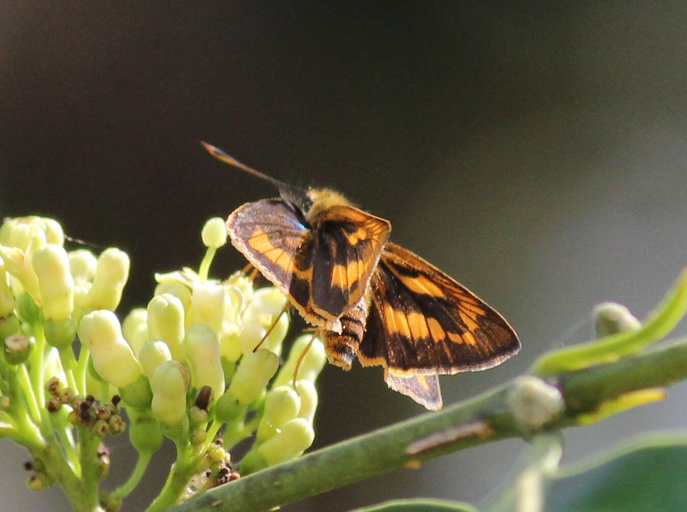 Image of Telicota bambusae