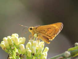 Image of Telicota bambusae