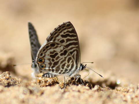 Image of Leptotes plinius