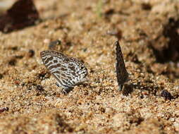 Image of Leptotes plinius