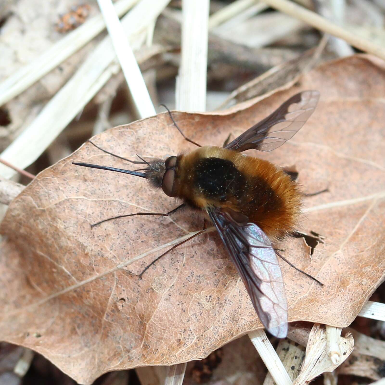 Image of Large bee-fly