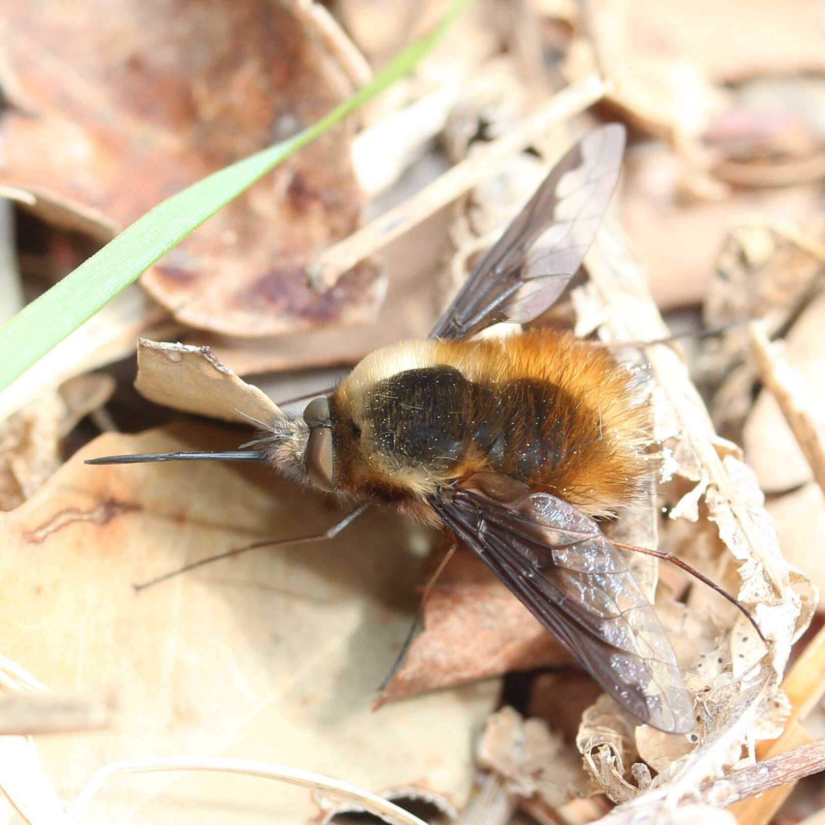 Image of Large bee-fly