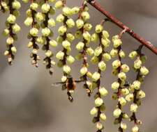 Image of Stachyurus praecox Sieb. & Zucc.