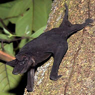 Image of Greater Naked Bat