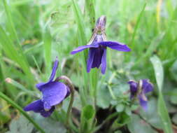 Image of sweet violet