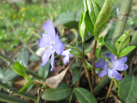 Image of Common Periwinkle