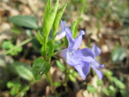 Image of Common Periwinkle