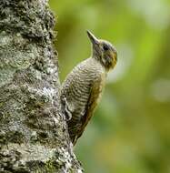 Image of Yellow-eared Woodpecker