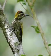 Image of Yellow-eared Woodpecker