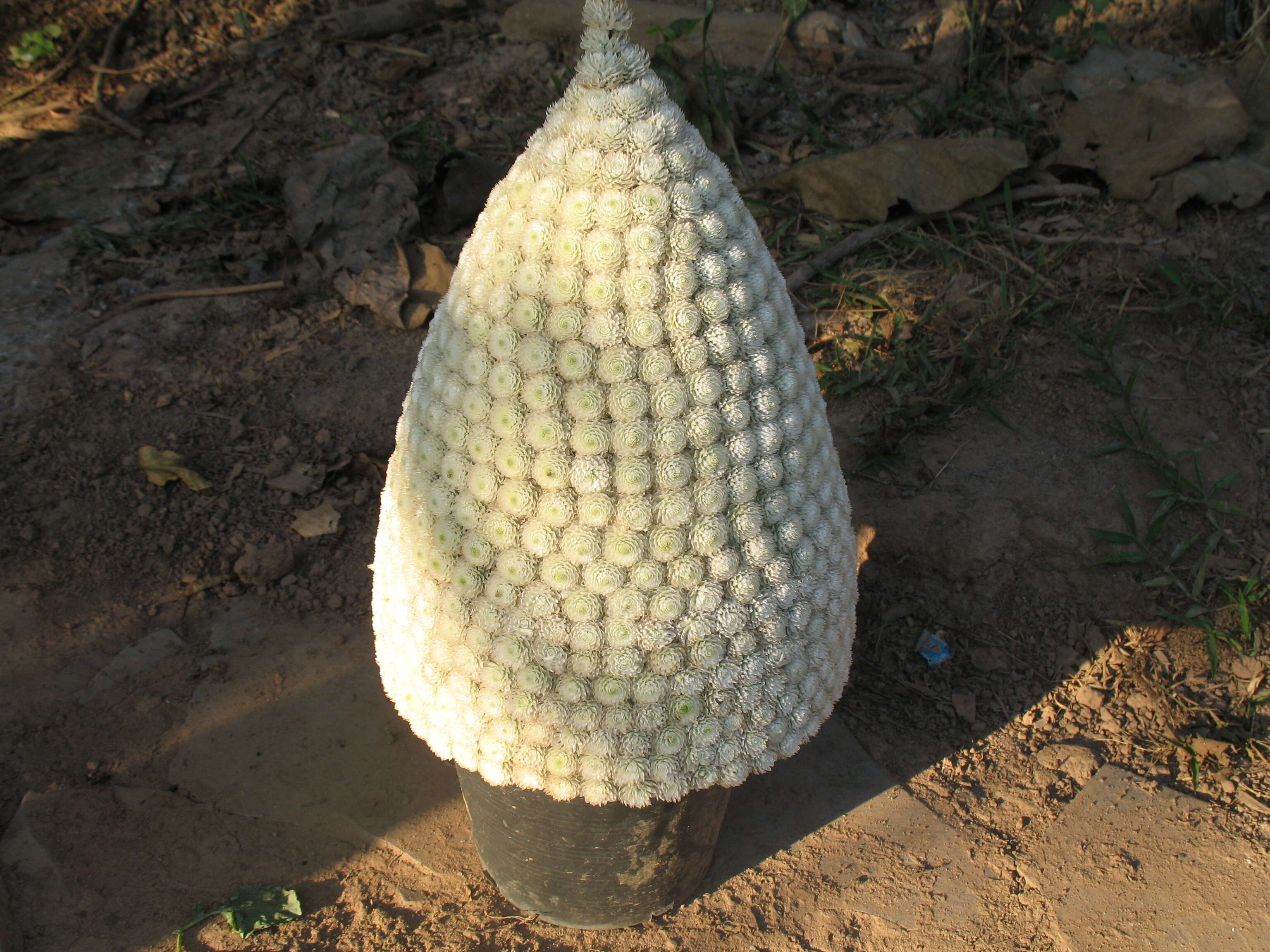 Imagem de Gomphrena globosa L.