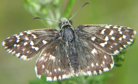 Image of Grizzled skipper