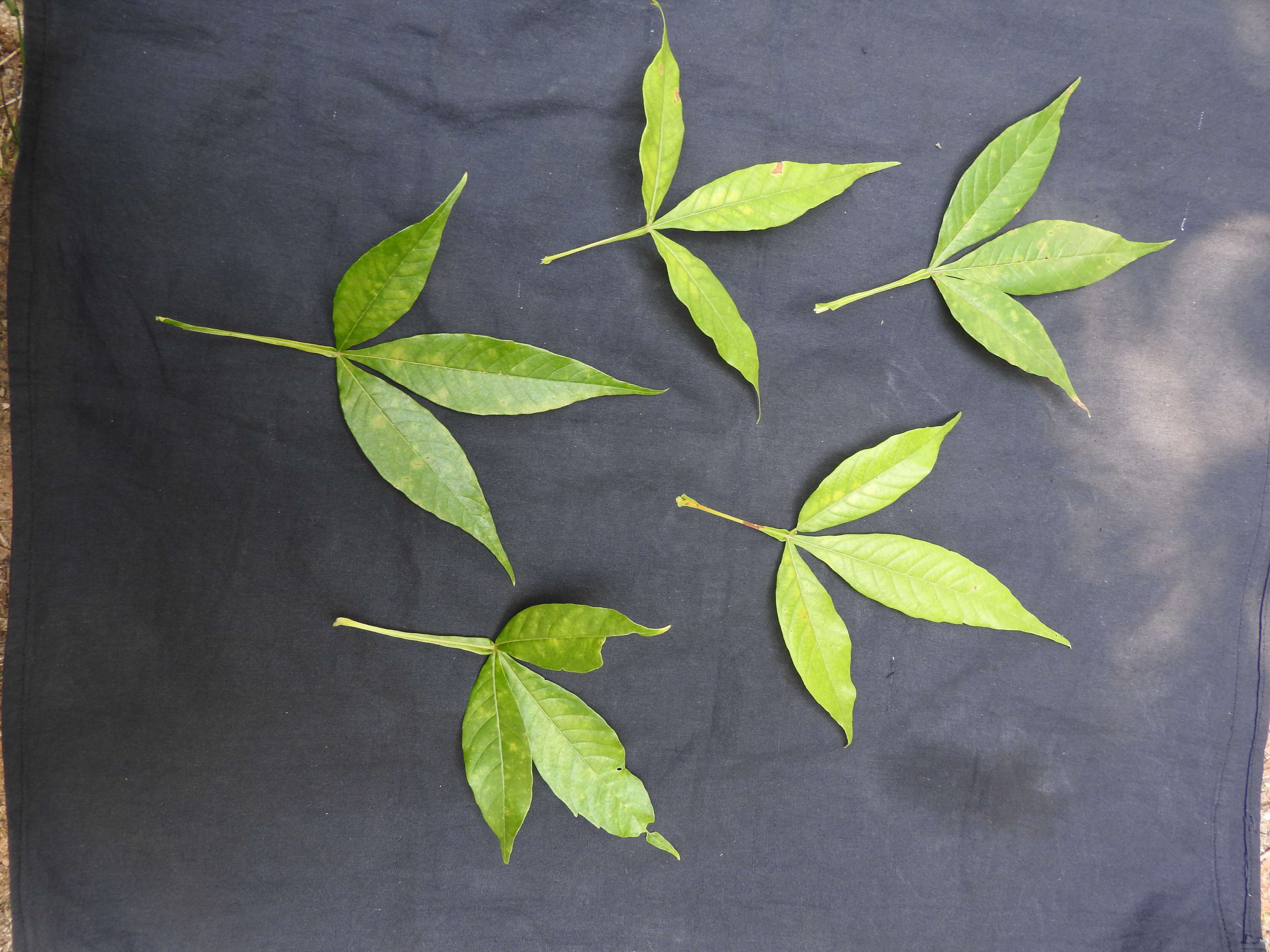 Image of Vitex altissima L. fil.