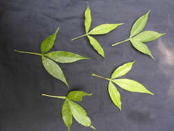 Image of Vitex altissima L. fil.