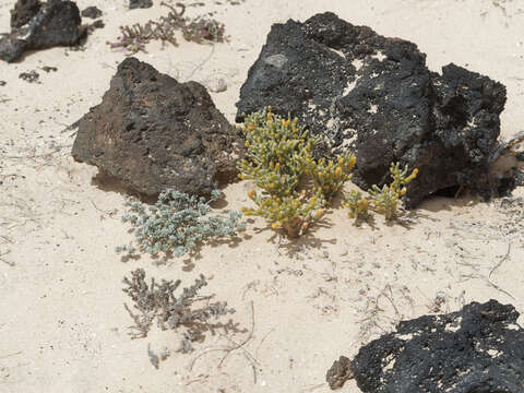 Image of Tetraena fontanesii (Webb & Berthel.) Beier & Thulin