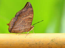 Image of Charaxes bernardus Fabricius 1793