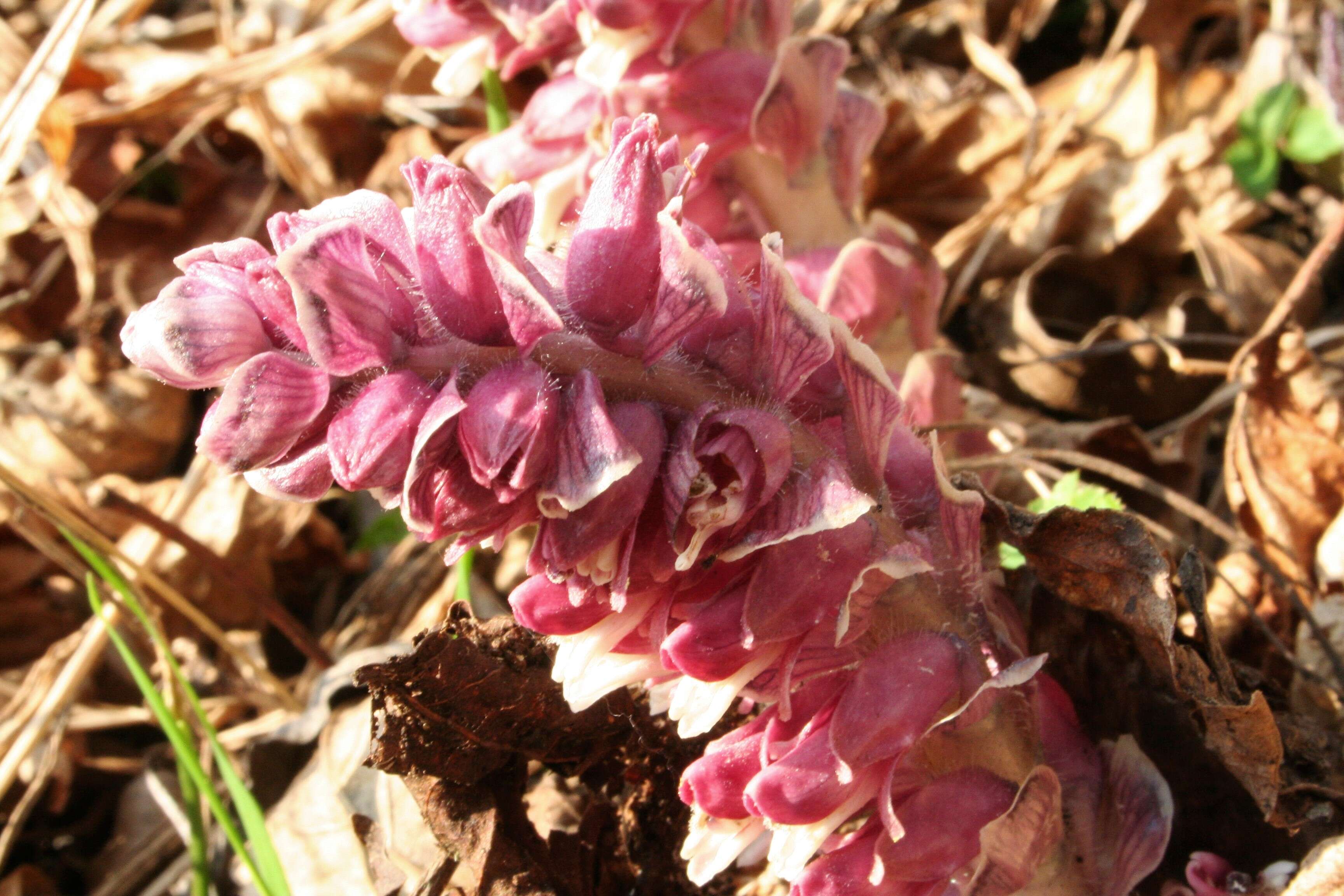 Image of common toothwort