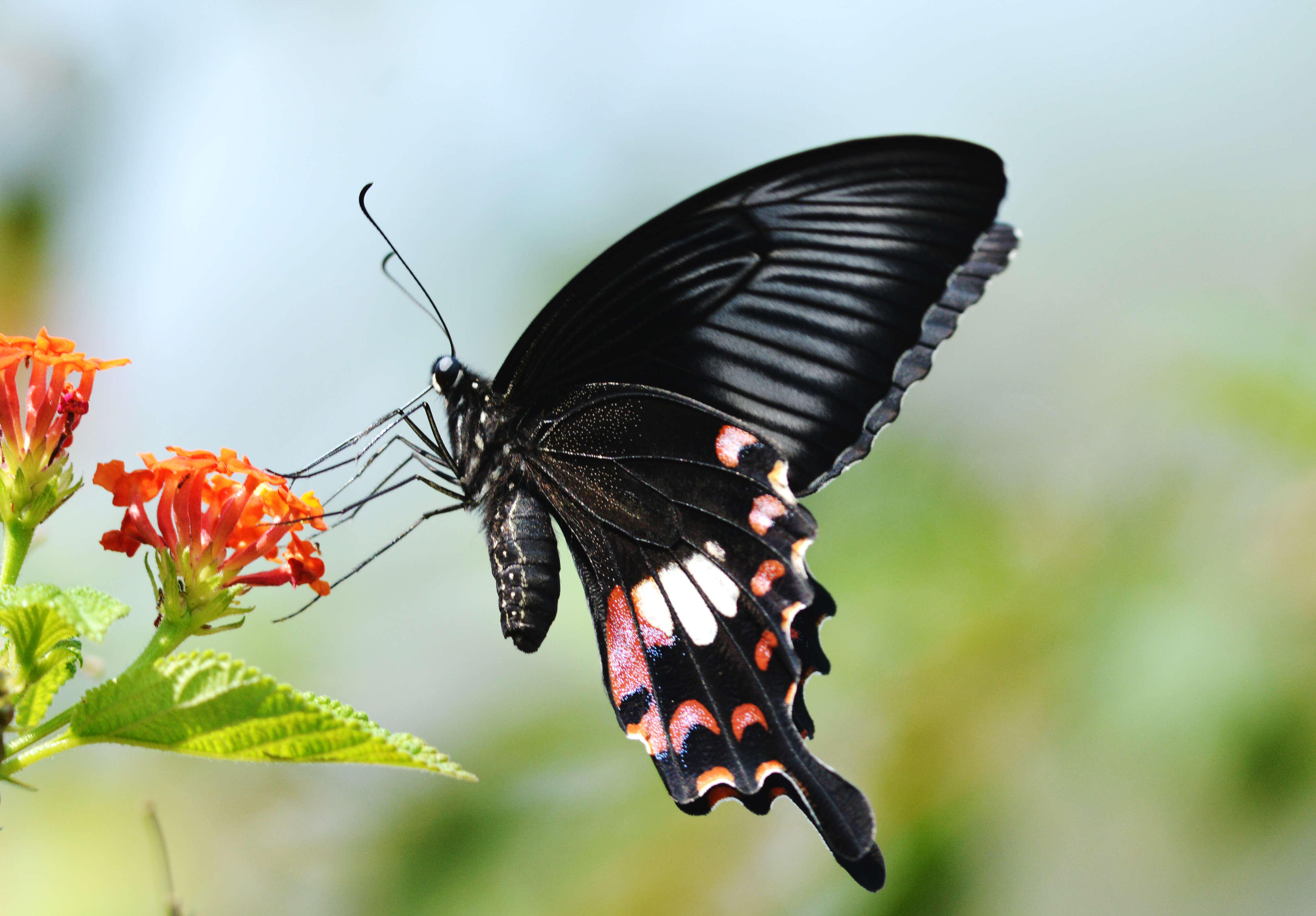 Image of Papilio polytes Linnaeus 1758