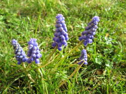 Imagem de Muscari armeniacum H. J. Veitch