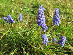 Image of Armenian grape hyacinth