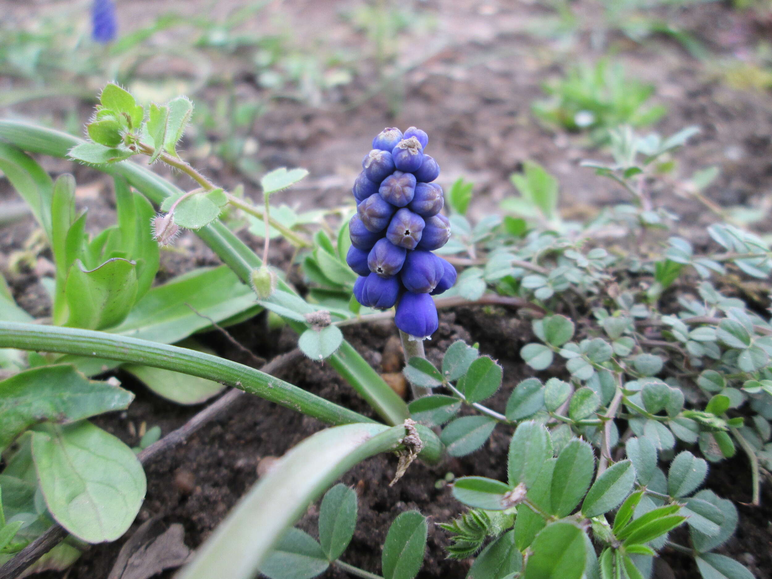 Imagem de Muscari armeniacum H. J. Veitch