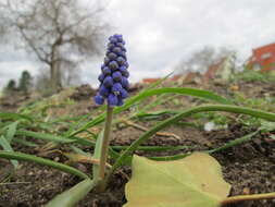 Imagem de Muscari armeniacum H. J. Veitch