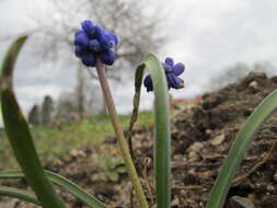 Image of Armenian grape hyacinth