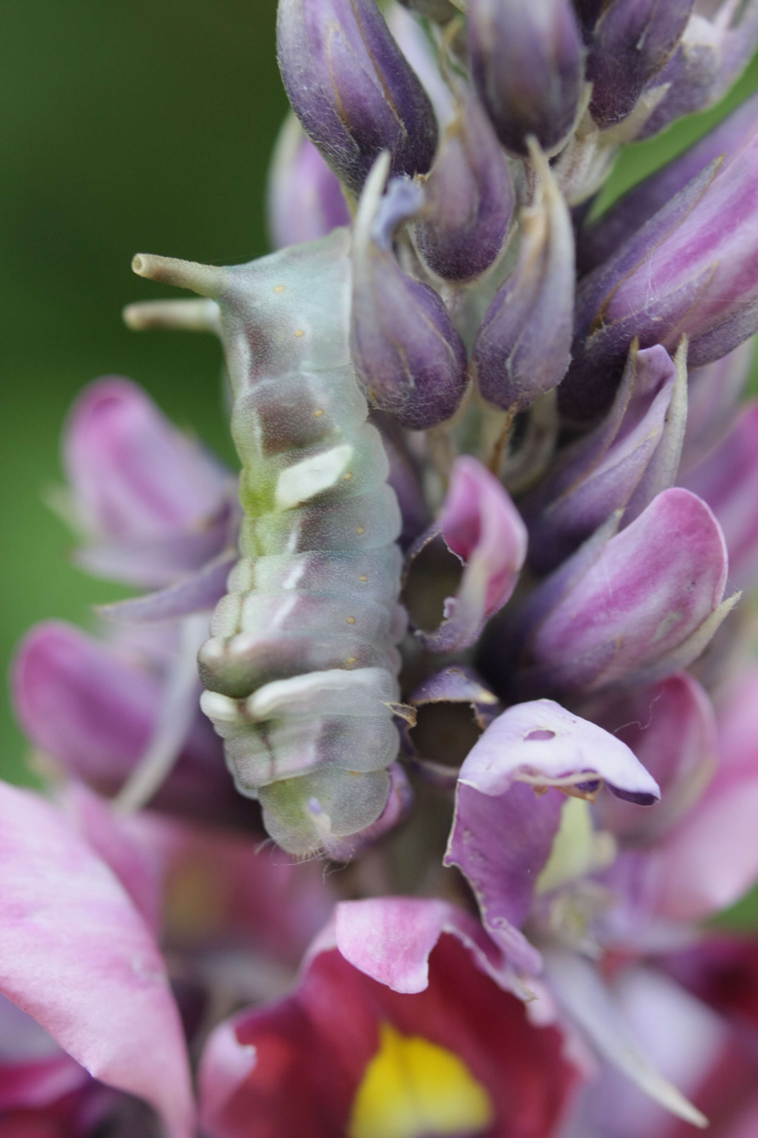 Image of kudzu