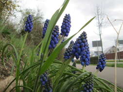 Imagem de Muscari armeniacum H. J. Veitch