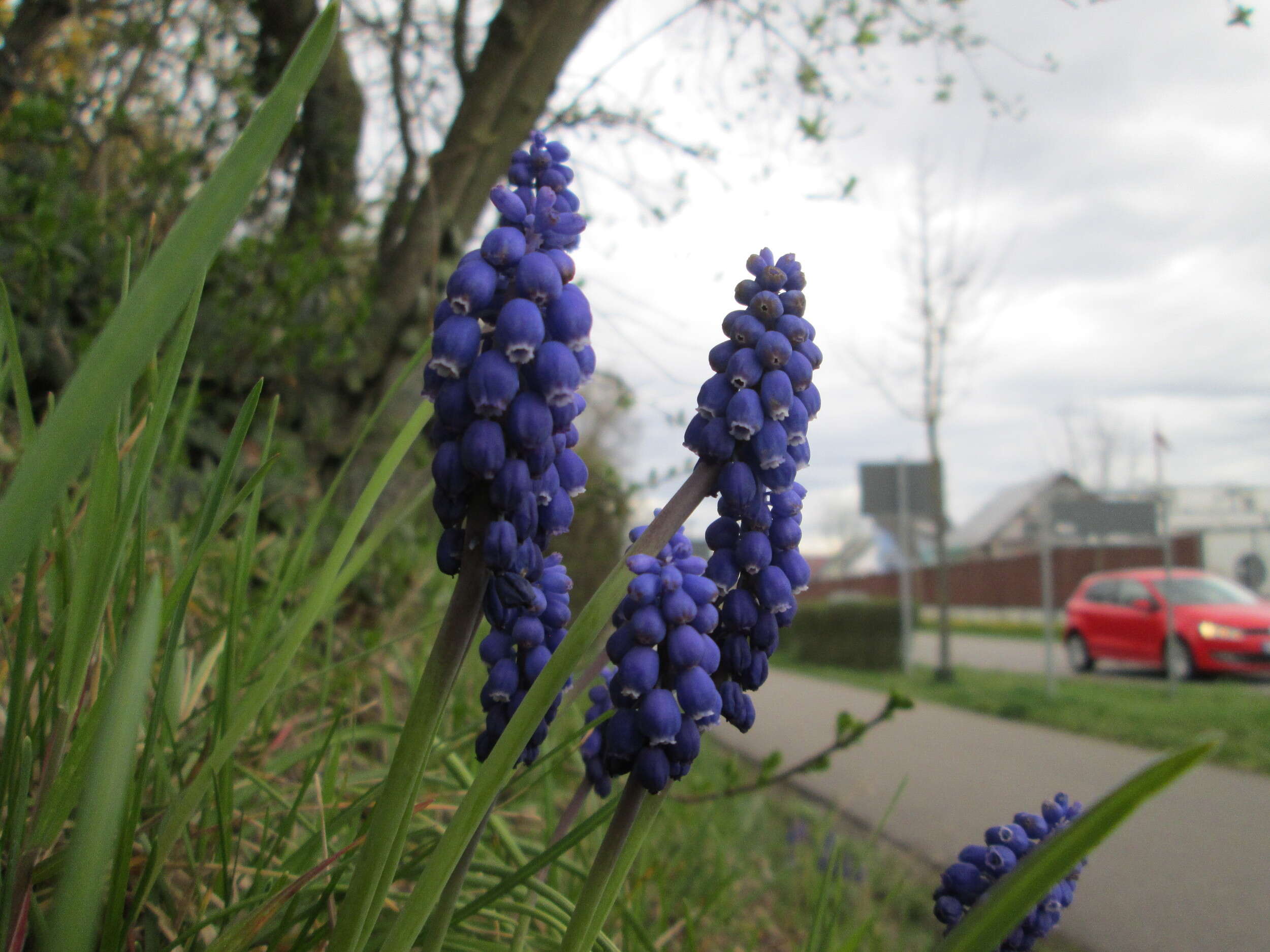 Imagem de Muscari armeniacum H. J. Veitch