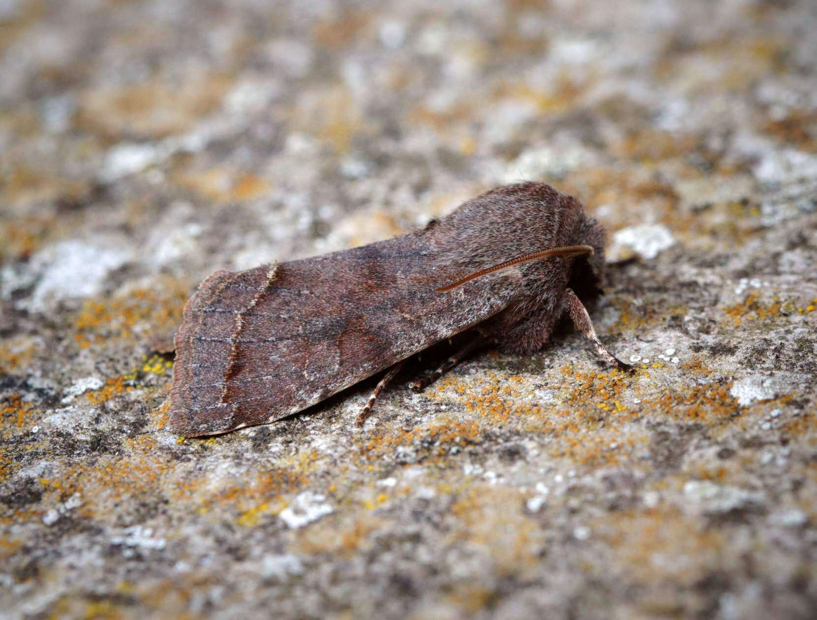 Слика од Orthosia incerta Hufnagel 1767