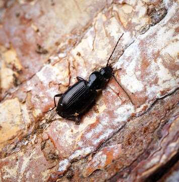 Image of Agonum (Europhilus) fuliginosum (Panzer 1809)