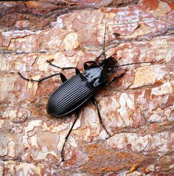 Image of Pterostichus (Platysma) niger (Schaller 1783)