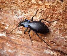 Image of Violet Ground Beetle