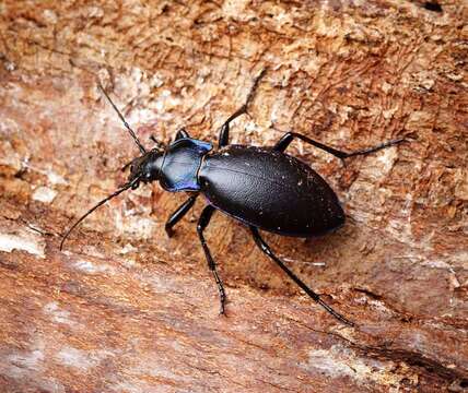 Image of Violet Ground Beetle