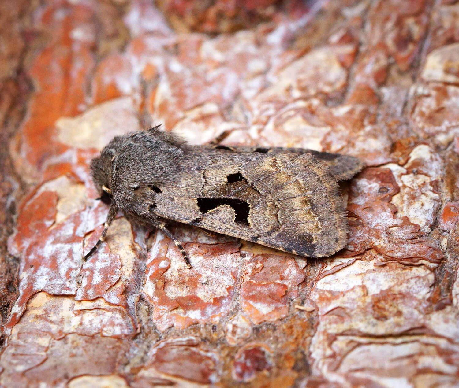 Orthosia gothica Linnaeus 1758 resmi