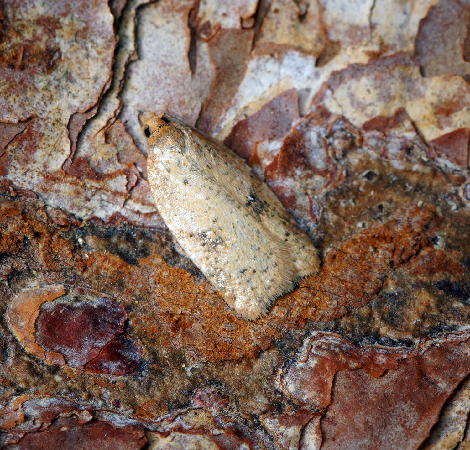 Image of Acleris notana Donovan 1806