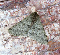 Image of pale brindled beauty