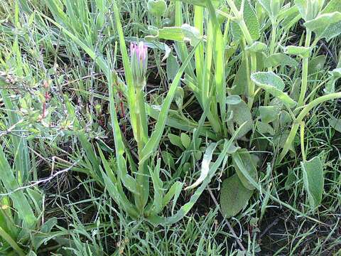 Слика од Tragopogon dubius Scop.