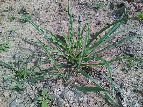 Слика од Tragopogon dubius Scop.