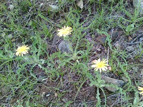 Image of yellow salsify