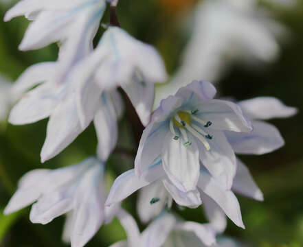 Image of Scilla mischtschenkoana Grossh.