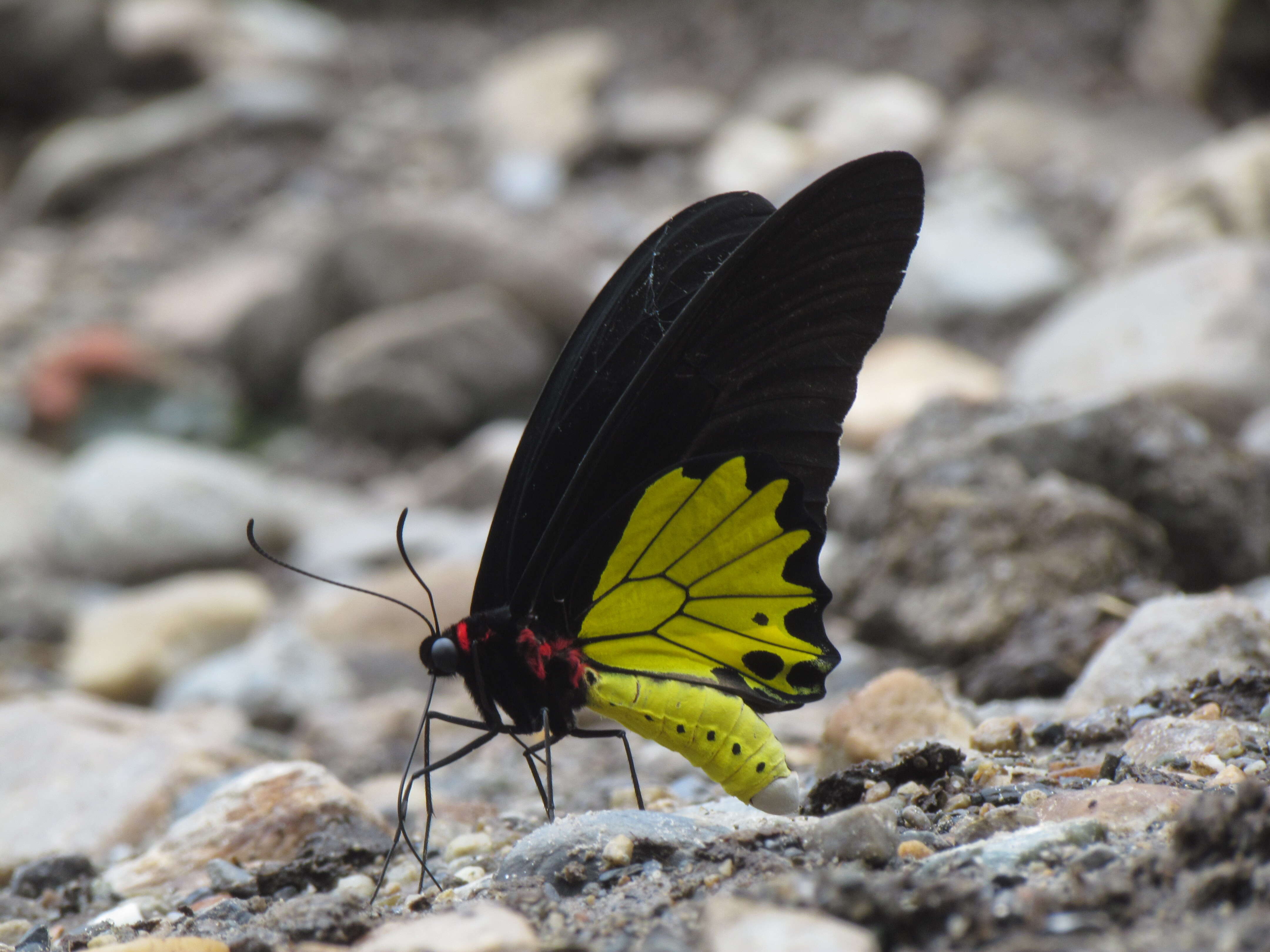 Troides helena (Linnaeus 1758) resmi