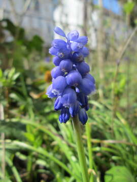 Image of Armenian grape hyacinth