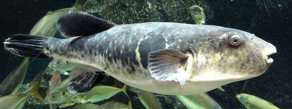 Image of Japanese Pufferfish