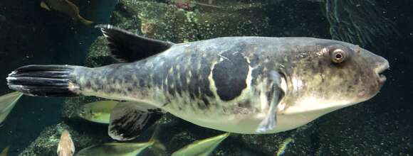 Image of Japanese Pufferfish