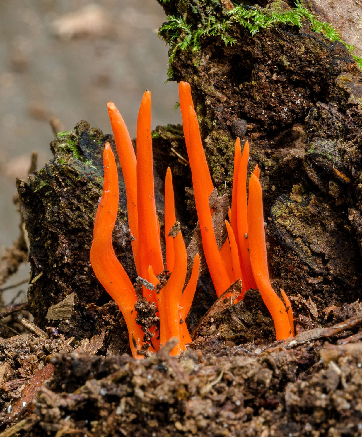 Image of Clavulinopsis sulcata Overeem 1923