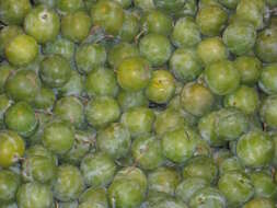 Image of greengage